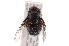  (Calliphora irazuana - INB0003333482)  @13 [ ] Copyright (2012) J. Vargas Instituto Nacional de Biodiversidad