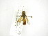  ( - INB0003334109)  @11 [ ] Copyright (2012) M. Zumbado Instituto Nacional de Biodiversidad