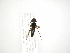  ( - INB0003341159)  @11 [ ] Copyright (2012) M. Zumbado Instituto Nacional de Biodiversidad
