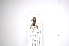  ( - INB0003345421)  @11 [ ] Copyright (2012) M. Zumbado Instituto Nacional de Biodiversidad