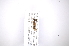  ( - INB0003359754)  @12 [ ] Copyright (2012) M. Zumbado Instituto Nacional de Biodiversidad