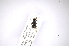  ( - INB0003360836)  @11 [ ] Copyright (2012) M. Zumbado Instituto Nacional de Biodiversidad