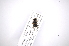  ( - INB0003369178)  @11 [ ] Copyright (2012) M. Zumbado Instituto Nacional de Biodiversidad