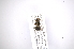  ( - INB0003369546)  @11 [ ] Copyright (2012) M. Zumbado Instituto Nacional de Biodiversidad