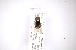  ( - INB0003370250)  @11 [ ] Copyright (2012) M. Zumbado Instituto Nacional de Biodiversidad