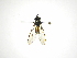  ( - INB0003411296)  @13 [ ] Copyright (2012) M. Zumbado Instituto Nacional de Biodiversidad
