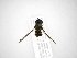  ( - INB0003431535)  @12 [ ] Copyright (2012) M. Zumbado Instituto Nacional de Biodiversidad