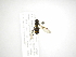  ( - INB0003431679)  @12 [ ] Copyright (2012) M. Zumbado Instituto Nacional de Biodiversidad