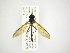  ( - INB0003440479)  @13 [ ] Copyright (2012) M. Zumbado Instituto Nacional de Biodiversidad