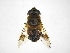  (Palpada flavoscutellata - INB0003458578)  @14 [ ] Copyright (2012) M. Zumbado Instituto Nacional de Biodiversidad