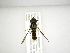 (Allograpta CR-9 - INB0003460661)  @11 [ ] Copyright (2012) M. Zumbado Instituto Nacional de Biodiversidad
