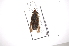  (Bolbodimyia philipi - INB0003560071)  @13 [ ] Copyright (2012) M. Zumbado Instituto Nacional de Biodiversidad