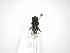  ( - INB0003566589)  @12 [ ] Copyright (2012) M. Zumbado Instituto Nacional de Biodiversidad