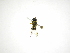  (Argentinomyia CR-19 - INB0003753327)  @11 [ ] Copyright (2012) M. Zumbado Instituto Nacional de Biodiversidad