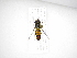  (Allograpta neotropica - INB0003779257)  @13 [ ] Copyright (2012) M. Zumbado Instituto Nacional de Biodiversidad