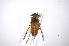  ( - INB0003882380)  @13 [ ] Copyright (2012) M. Zumbado Instituto Nacional de Biodiversidad