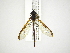  (Salpingogaster - INB0003966731)  @15 [ ] Copyright (2012) M. Zumbado Instituto Nacional de Biodiversidad