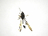  (Allograpta lucifera - INB0003972269)  @12 [ ] Copyright (2012) M. Zumbado Instituto Nacional de Biodiversidad