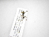  (Calostigma coreopsis - INB0004011649)  @12 [ ] Copyright (2012) M. Zumbado Instituto Nacional de Biodiversidad