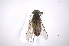  ( - INB0004018146)  @13 [ ] Copyright (2012) M. Zumbado Instituto Nacional de Biodiversidad
