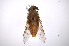  ( - INB0004018147)  @13 [ ] Copyright (2012) M. Zumbado Instituto Nacional de Biodiversidad