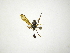  (Allograpta spp - INB0004175249)  @12 [ ] Copyright (2012) M. Zumbado Instituto Nacional de Biodiversidad