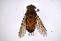  ( - INB0004238815)  @14 [ ] Copyright (2012) M. Zumbado Instituto Nacional de Biodiversidad