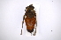  ( - INB0004254008)  @14 [ ] Copyright (2012) M. Zumbado Instituto Nacional de Biodiversidad