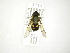  (Syrphus shorae - INB0004289545)  @13 [ ] Copyright (2012) M. Zumbado Instituto Nacional de Biodiversidad