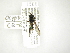  ( - INB0004289623)  @12 [ ] Copyright (2012) M. Zumbado Instituto Nacional de Biodiversidad