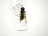  (Argentinomyia sp - INB0004290133)  @12 [ ] Copyright (2012) M. Zumbado Instituto Nacional de Biodiversidad