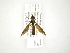  ( - INB0004290428)  @12 [ ] Copyright (2012) M. Zumbado Instituto Nacional de Biodiversidad