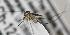  ( - INB0004319254)  @12 [ ] Copyright (2012) L.G. Chaverri Instituto Nacional de Biodiversidad
