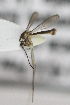 ( - INB0004319255)  @12 [ ] Copyright (2012) L.G. Chaverri Instituto Nacional de Biodiversidad