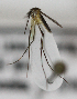  ( - INB0004319263)  @12 [ ] Copyright (2012) L.G. Chaverri Instituto Nacional de Biodiversidad