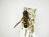 (Allograpta CR-8a - INBIOCRI000406836)  @13 [ ] Copyright (2012) M. Zumbado Instituto Nacional de Biodiversidad