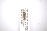  ( - INBIOCRI001903577)  @12 [ ] Copyright (2012) M. Zumbado Instituto Nacional de Biodiversidad