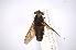  ( - INBIOCRI001955247)  @13 [ ] Copyright (2012) M. Zumbado Instituto Nacional de Biodiversidad