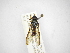  ( - INBIOCRI001964501)  @11 [ ] Copyright (2012) M. Zumbado Instituto Nacional de Biodiversidad