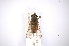  (Tabanus secundus - INBIOCRI001972626)  @14 [ ] Copyright (2012) M. Zumbado Instituto Nacional de Biodiversidad