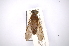  ( - INBIOCRI001991444)  @11 [ ] Copyright (2012) M. Zumbado Instituto Nacional de Biodiversidad