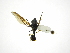  ( - INBIOCRI002311235)  @11 [ ] Copyright (2012) M. Zumbado Instituto Nacional de Biodiversidad