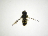  (Allograpta aff. CR-5 - INBIOCRI002390356)  @11 [ ] Copyright (2012) M. Zumbado Instituto Nacional de Biodiversidad