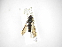  ( - INBIOCRI002427800)  @11 [ ] Copyright (2012) M. Zumbado Instituto Nacional de Biodiversidad