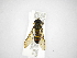  ( - INBIOCRI002427806)  @11 [ ] Copyright (2012) M. Zumbado Instituto Nacional de Biodiversidad