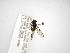  ( - INBIOCRI002469630)  @12 [ ] Copyright (2012) M. Zumbado Instituto Nacional de Biodiversidad