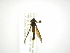  ( - INBIOCRI002475904)  @11 [ ] Copyright (2012) M. Zumbado Instituto Nacional de Biodiversidad