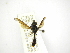  ( - INBIOCRI002490972)  @11 [ ] Copyright (2012) M. Zumbado Instituto Nacional de Biodiversidad