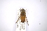  ( - INBIOCRI002525518)  @11 [ ] Copyright (2012) M. Zumbado Instituto Nacional de Biodiversidad