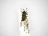  (Allograpta saussurii complex - INBIOCRI002567002)  @13 [ ] Copyright (2012) M. Zumbado Instituto Nacional de Biodiversidad